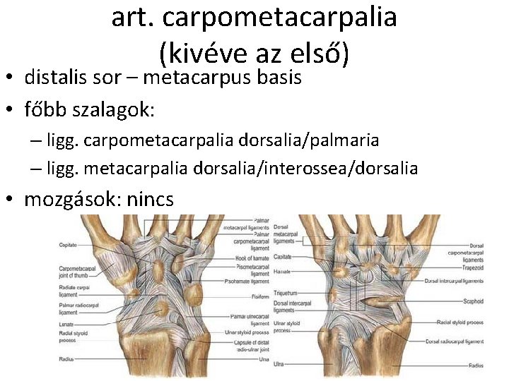 art. carpometacarpalia (kivéve az első) • distalis sor – metacarpus basis • főbb szalagok:
