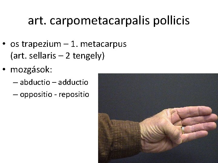 art. carpometacarpalis pollicis • os trapezium – 1. metacarpus (art. sellaris – 2 tengely)