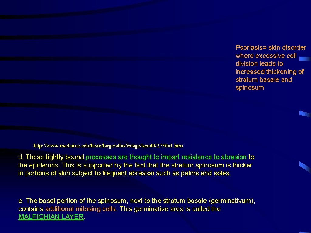 Psoriasis= skin disorder where excessive cell division leads to increased thickening of stratum basale