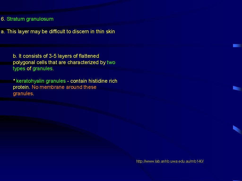 6. Stratum granulosum a. This layer may be difficult to discern in thin skin