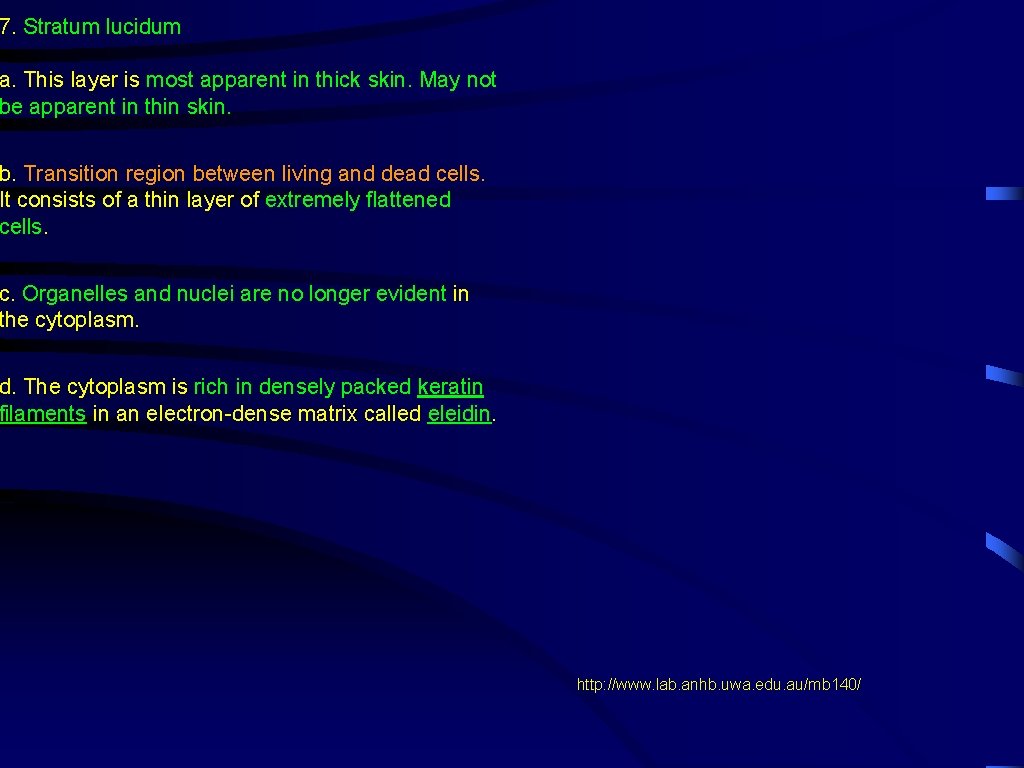 7. Stratum lucidum a. This layer is most apparent in thick skin. May not