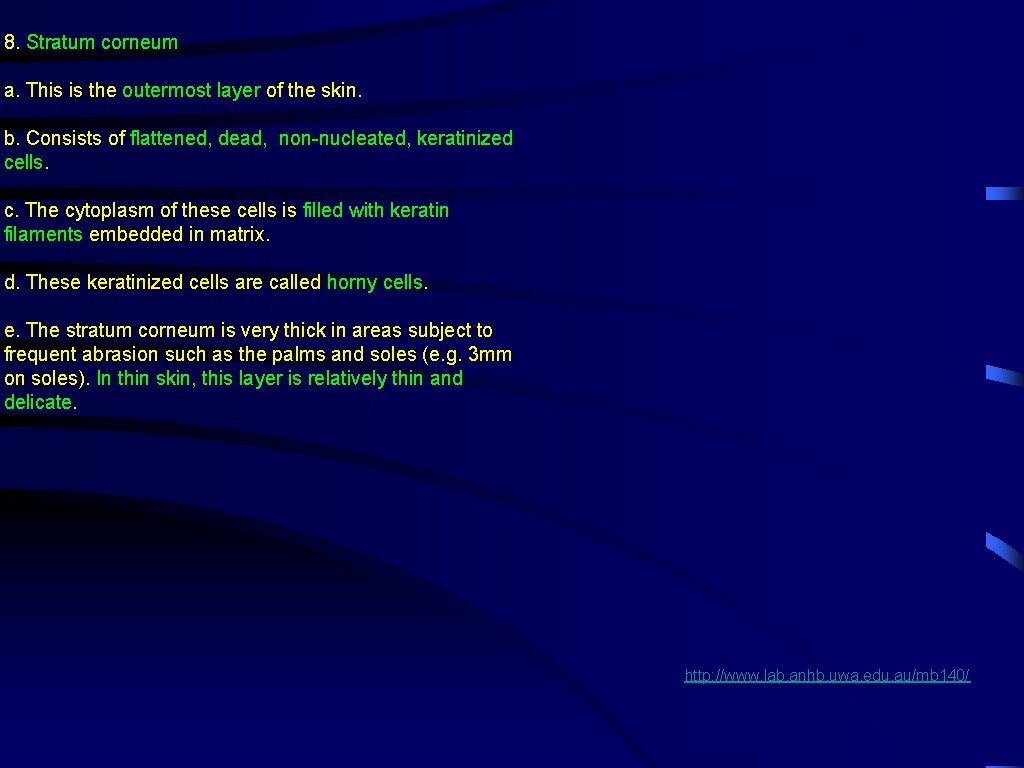 8. Stratum corneum a. This is the outermost layer of the skin. b. Consists