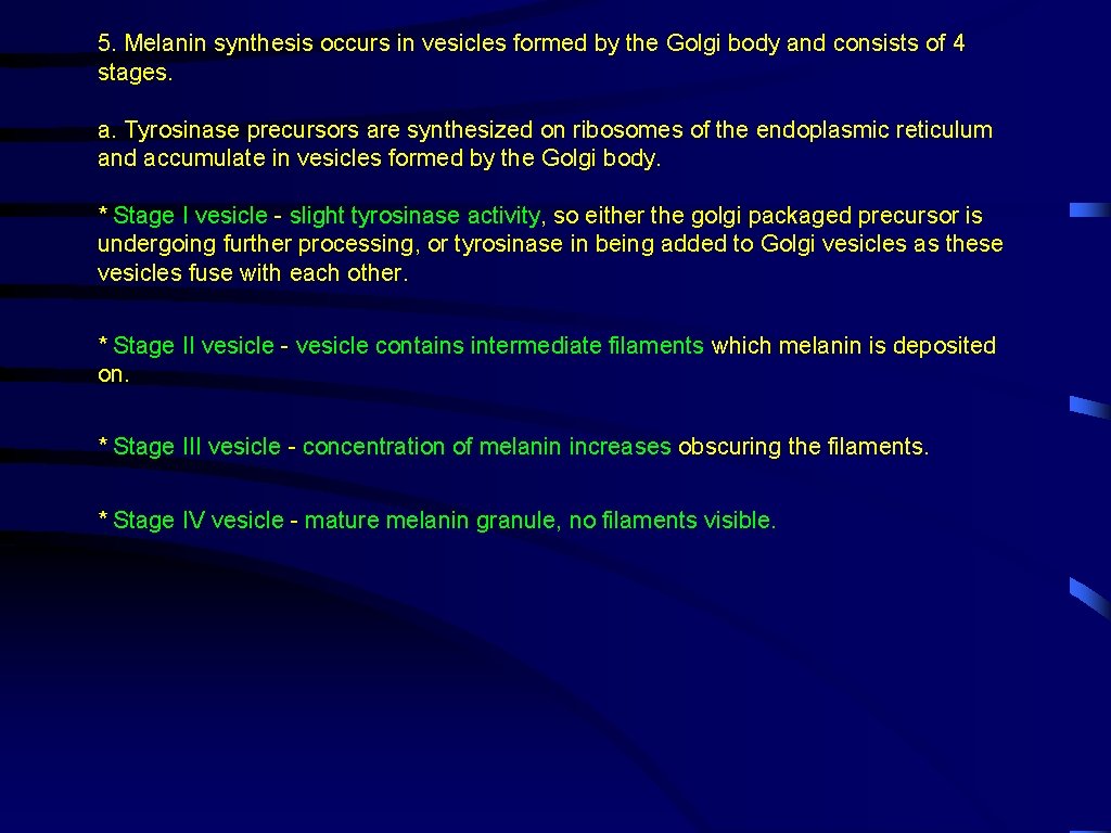 5. Melanin synthesis occurs in vesicles formed by the Golgi body and consists of