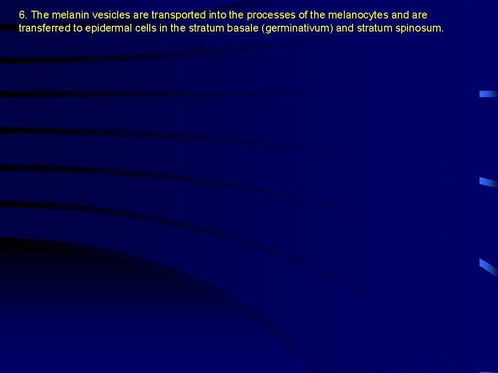 6. The melanin vesicles are transported into the processes of the melanocytes and are