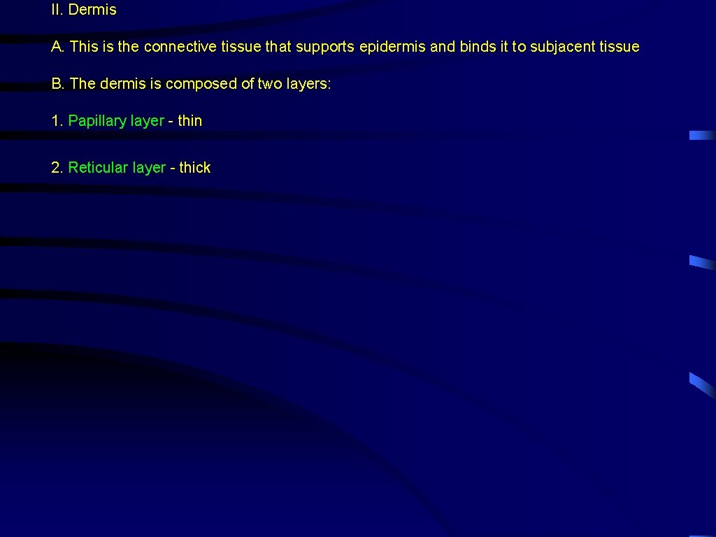 II. Dermis A. This is the connective tissue that supports epidermis and binds it