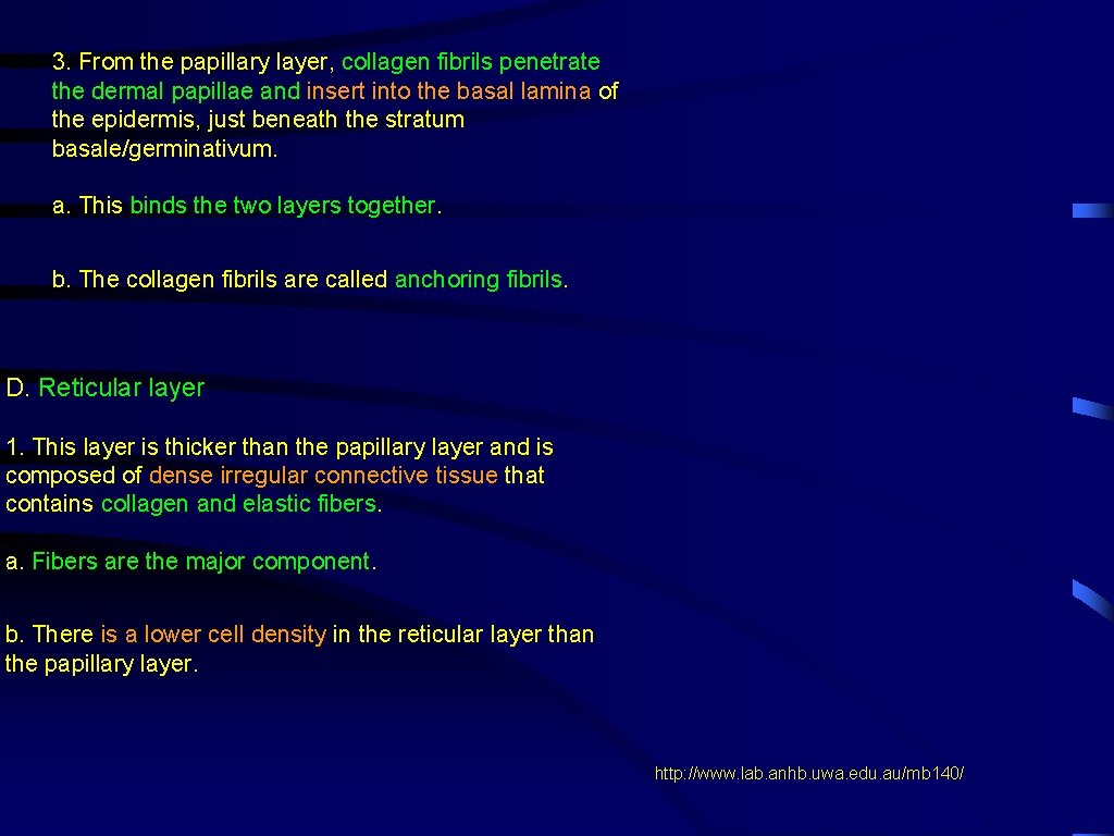 3. From the papillary layer, collagen fibrils penetrate the dermal papillae and insert into