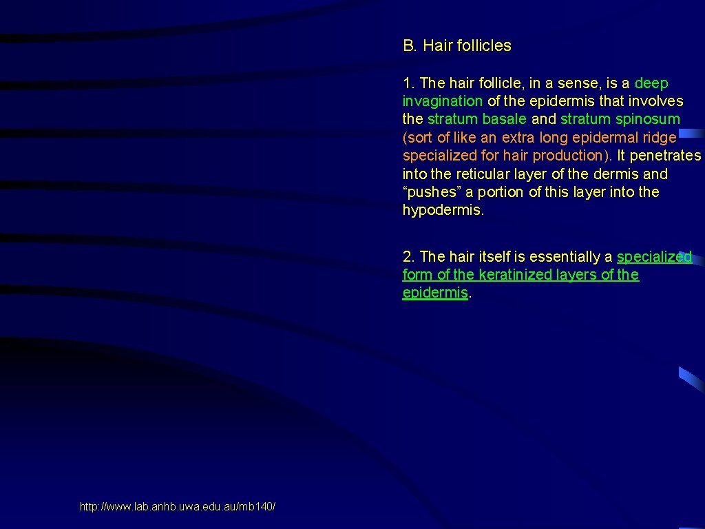 B. Hair follicles 1. The hair follicle, in a sense, is a deep invagination