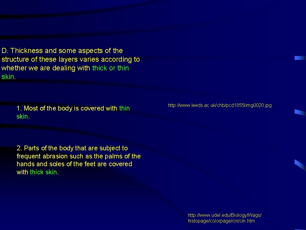 D. Thickness and some aspects of the structure of these layers varies according to