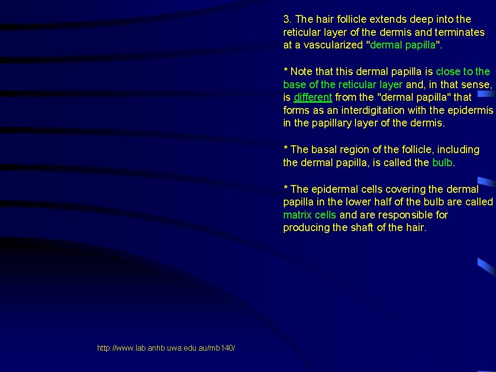 3. The hair follicle extends deep into the reticular layer of the dermis and