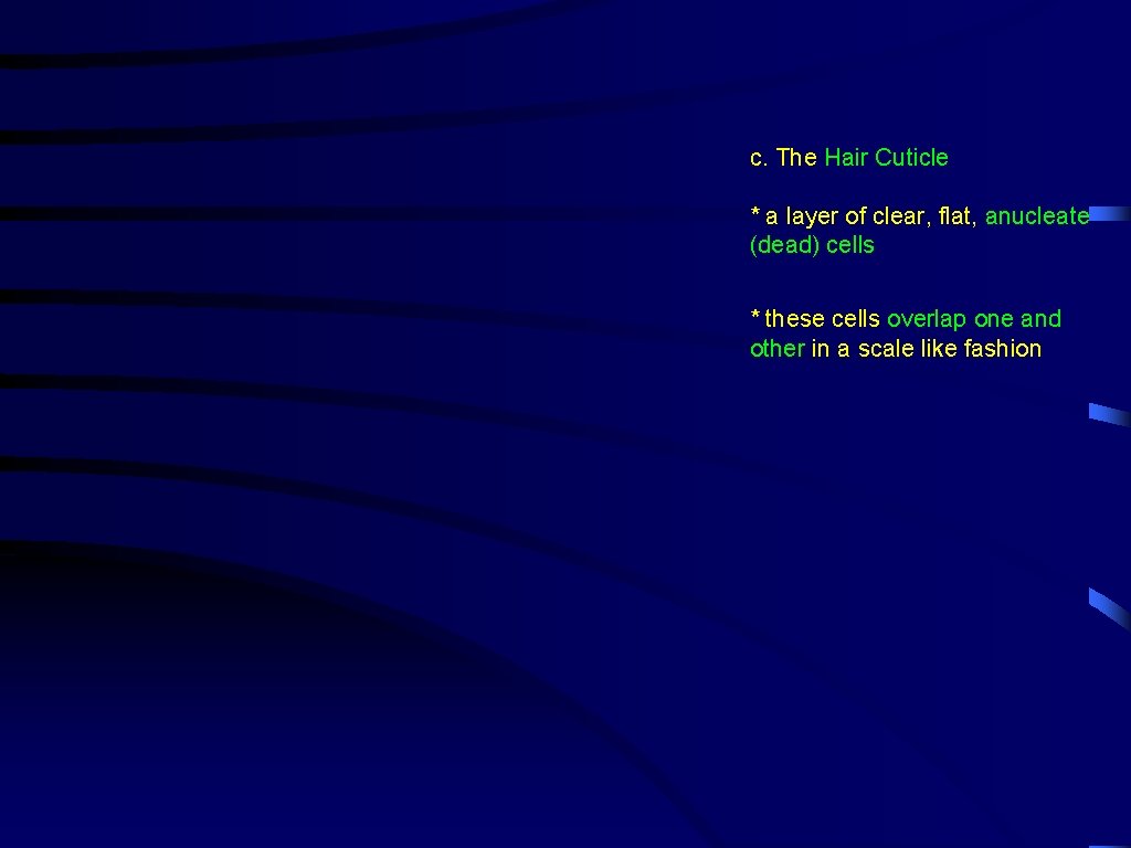 c. The Hair Cuticle * a layer of clear, flat, anucleate (dead) cells *