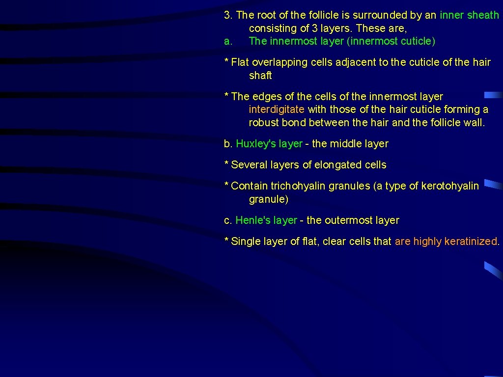 3. The root of the follicle is surrounded by an inner sheath consisting of