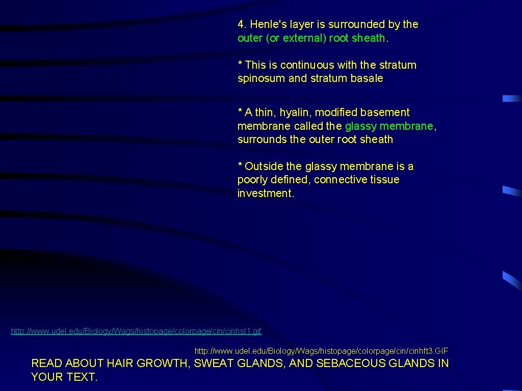 4. Henle's layer is surrounded by the outer (or external) root sheath. * This