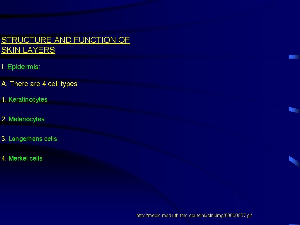 STRUCTURE AND FUNCTION OF SKIN LAYERS I. Epidermis: A. There are 4 cell types