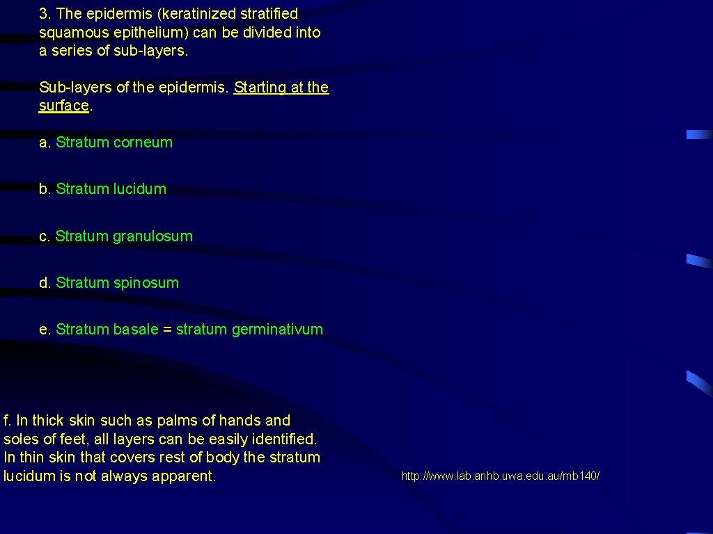 3. The epidermis (keratinized stratified squamous epithelium) can be divided into a series of