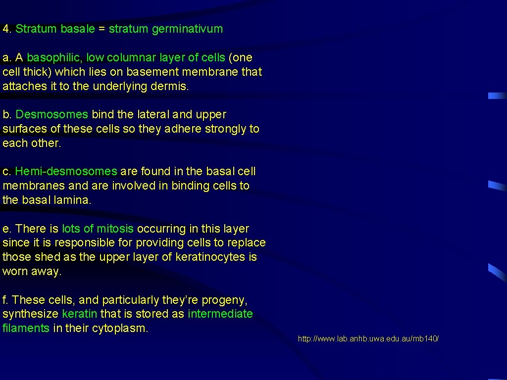 4. Stratum basale = stratum germinativum a. A basophilic, low columnar layer of cells