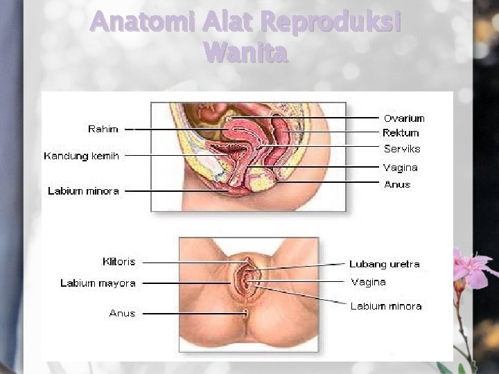 Anatomi Alat Reproduksi Wanita 