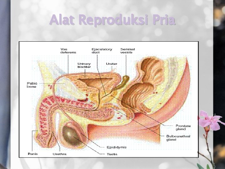 Alat Reproduksi Pria 