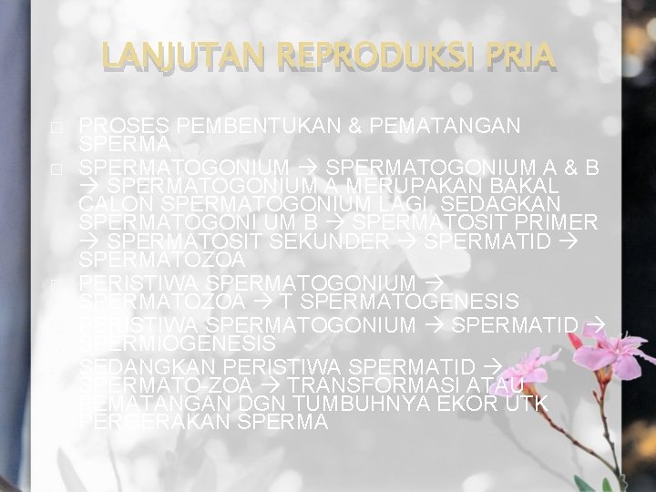 LANJUTAN REPRODUKSI PRIA � � � PROSES PEMBENTUKAN & PEMATANGAN SPERMATOGONIUM A & B