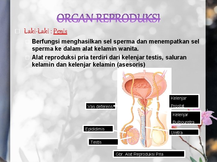 � Laki-Laki : Penis Berfungsi menghasilkan sel sperma dan menempatkan sel sperma ke dalam