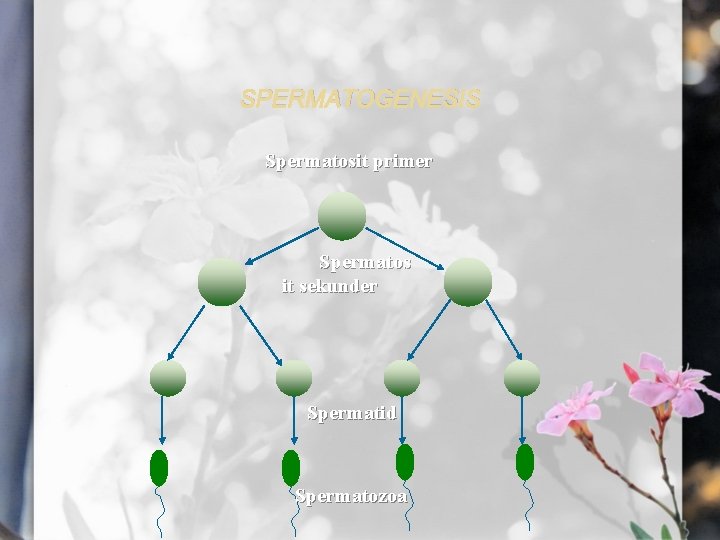 SPERMATOGENESIS Spermatosit primer Spermatos it sekunder Spermatid Spermatozoa 