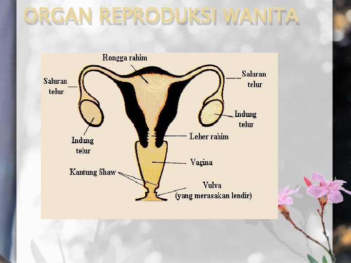 ORGAN REPRODUKSI WANITA 