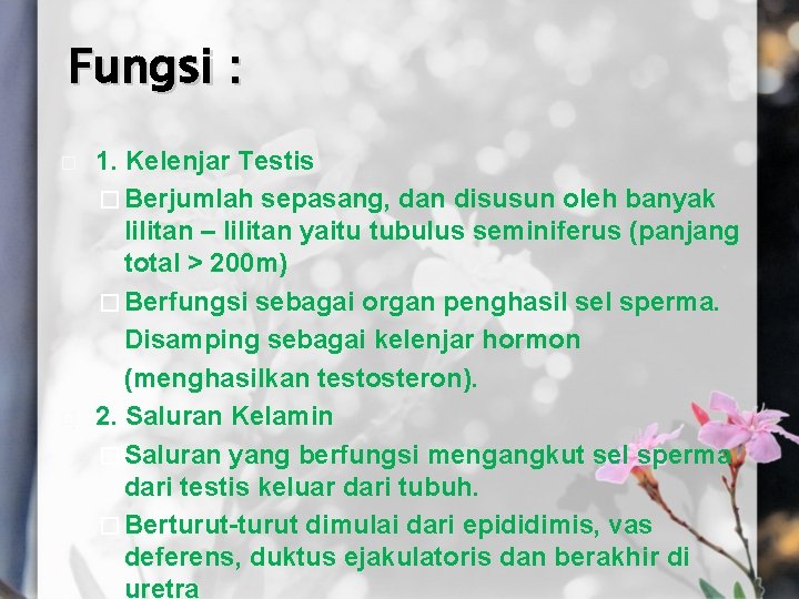 Fungsi : � � 1. Kelenjar Testis � Berjumlah sepasang, dan disusun oleh banyak