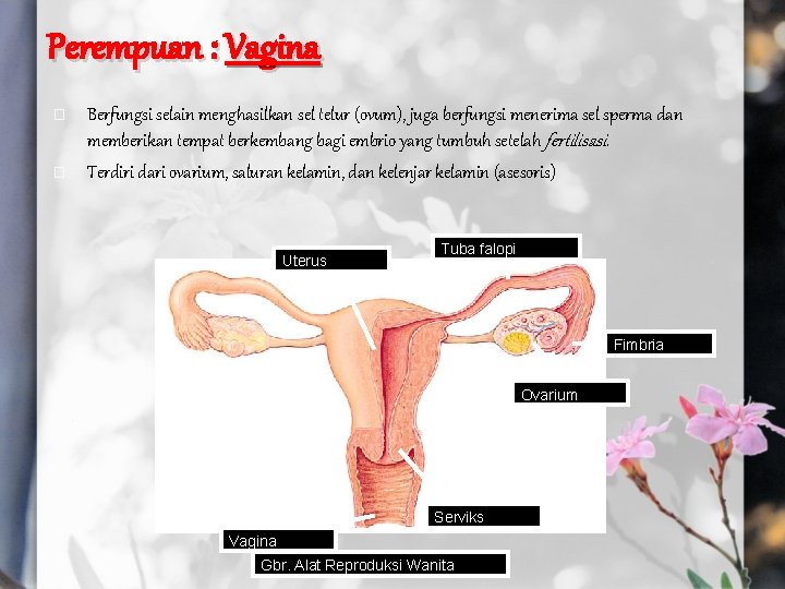 Perempuan : Vagina � � Berfungsi selain menghasilkan sel telur (ovum), juga berfungsi menerima