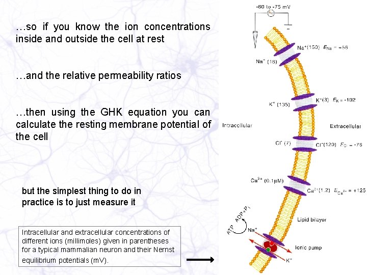 …so if you know the ion concentrations inside and outside the cell at rest