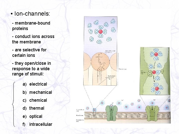  • Ion-channels: - membrane-bound proteins - conduct ions across the membrane - are