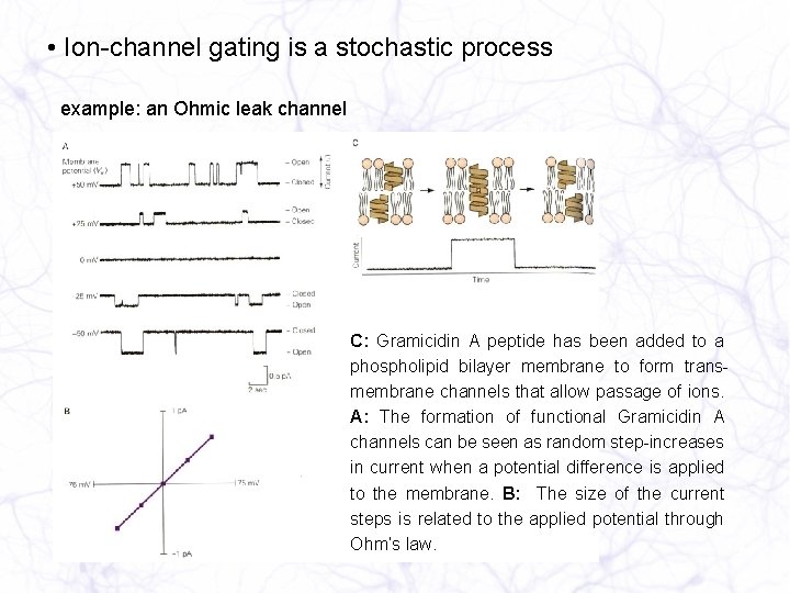  • Ion-channel gating is a stochastic process example: an Ohmic leak channel C:
