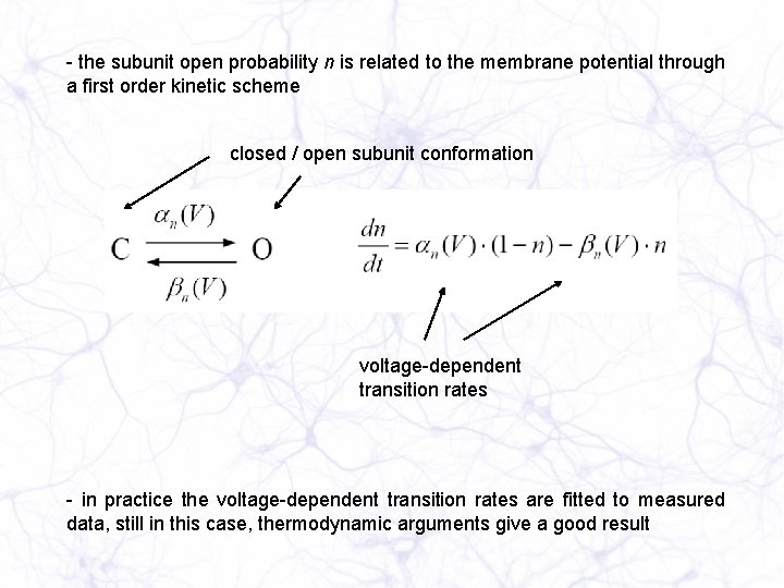 - the subunit open probability n is related to the membrane potential through a