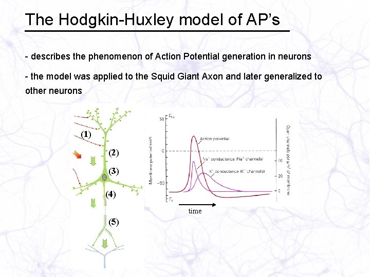 The Hodgkin-Huxley model of AP’s - describes the phenomenon of Action Potential generation in