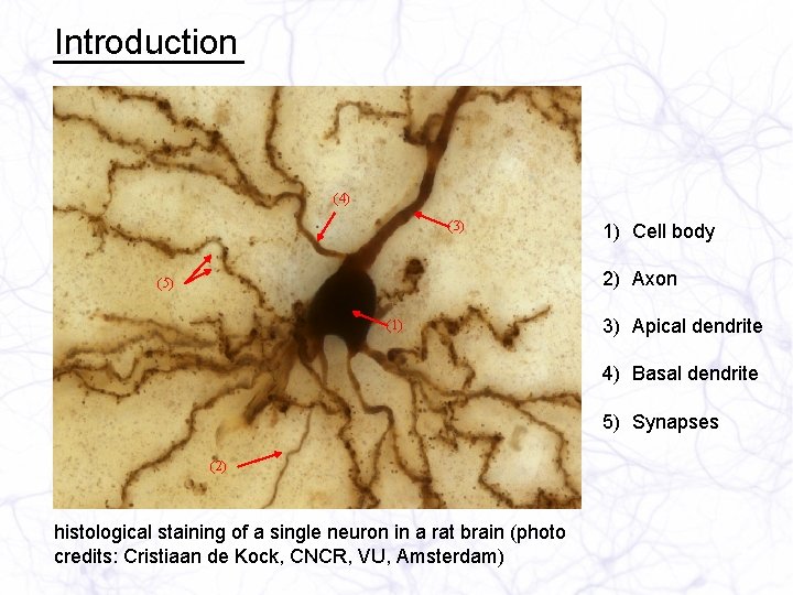 Introduction (4) (3) 1) Cell body 2) Axon (5) (1) 3) Apical dendrite 4)