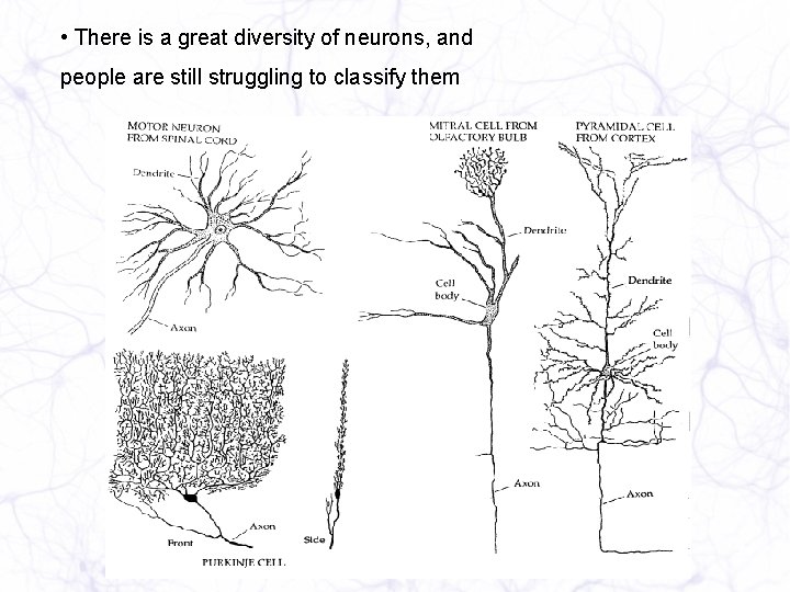  • There is a great diversity of neurons, and people are still struggling