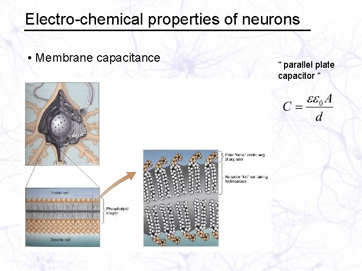 Electro-chemical properties of neurons • Membrane capacitance “ parallel plate capacitor “ 