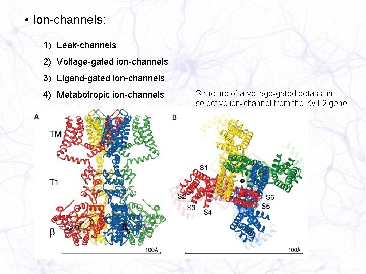  • Ion-channels: 1) Leak-channels 2) Voltage-gated ion-channels 3) Ligand-gated ion-channels 4) Metabotropic ion-channels