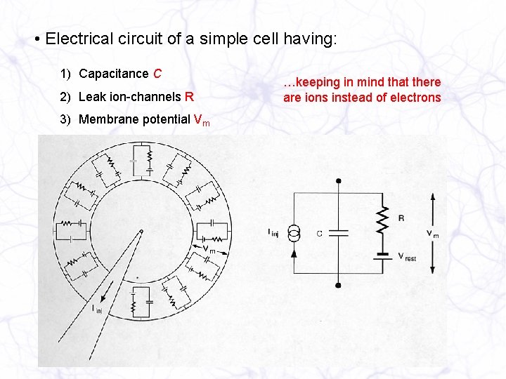  • Electrical circuit of a simple cell having: 1) Capacitance C 2) Leak