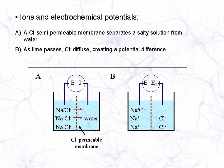  • Ions and electrochemical potentials: A) A Cl- semi-permeable membrane separates a salty