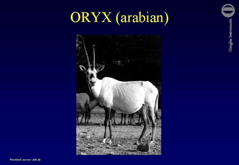 Microbatch seminar- slide 55 Douglas Instruments ORYX (arabian) 