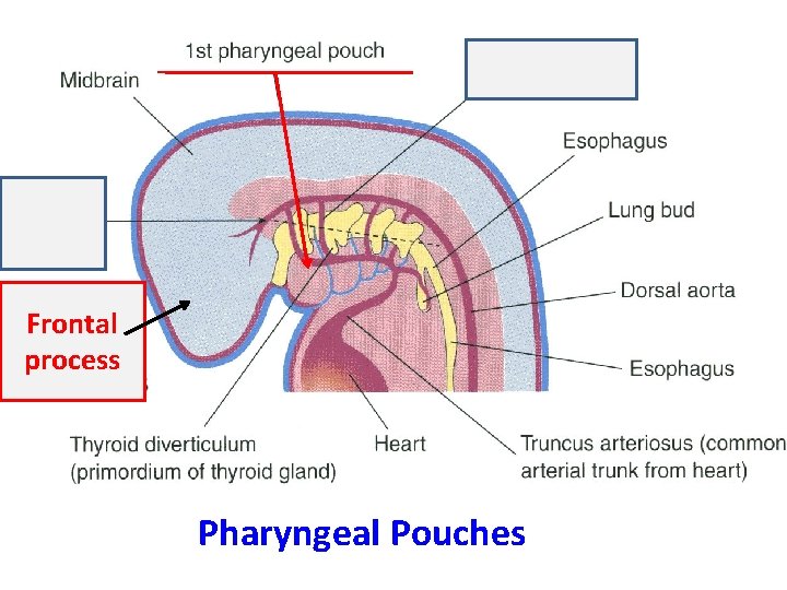 Ectoderm Frontal process Pharyngeal Pouches 