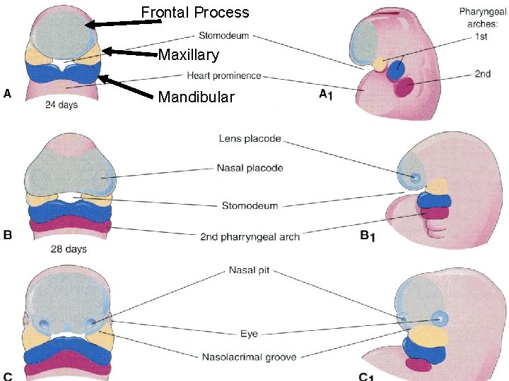 Frontal Process Maxillary Mandibular 