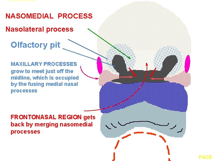 NASOMEDIAL PROCESS Nasolateral process Olfactory pit MAXILLARY PROCESSES grow to meet just off the