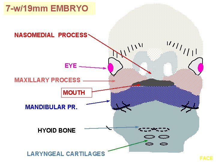 7 -w/19 mm EMBRYO NASOMEDIAL PROCESS EYE MAXILLARY PROCESS MOUTH MANDIBULAR PR. HYOID BONE