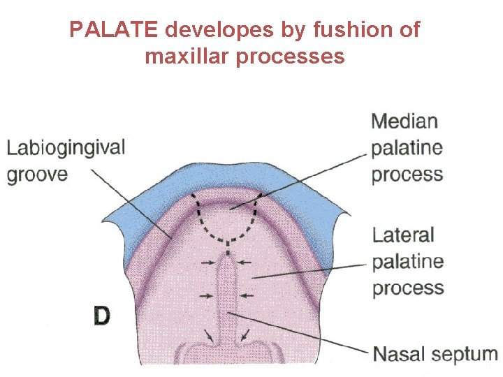 PALATE developes by fushion of maxillar processes 