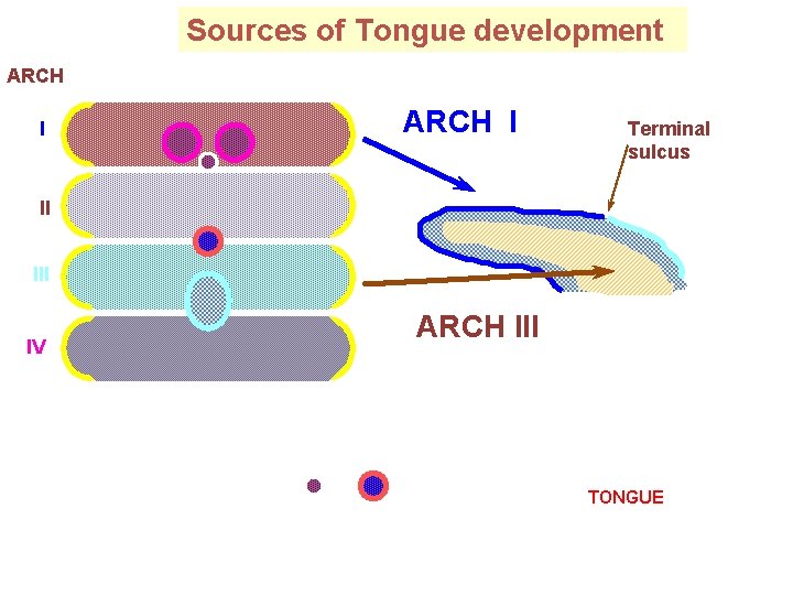 Sources of Tongue development ARCH I Terminal sulcus II IV ARCH III TONGUE 