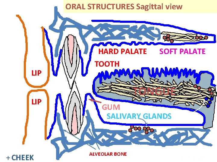 ORAL STRUCTURES Sagittal view HARD PALATE LIP + CHEEK SOFT PALATE TOOTH TONGUE GUM