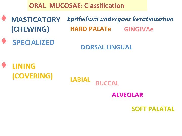 ORAL MUCOSAE: Classification MASTICATORY Epithelium undergoes keratinization HARD PALATe GINGIVAe (CHEWING) SPECIALIZED LINING (COVERING)