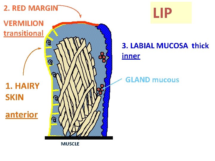 LIP 2. RED MARGIN VERMILION transitional 3. LABIAL MUCOSA thick inner GLAND mucous 1.