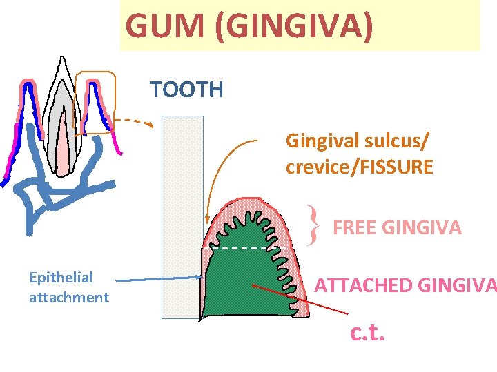 GUM (GINGIVA) TOOTH Gingival sulcus/ crevice/FISSURE } FREE GINGIVA Epithelial attachment ATTACHED GINGIVA c.