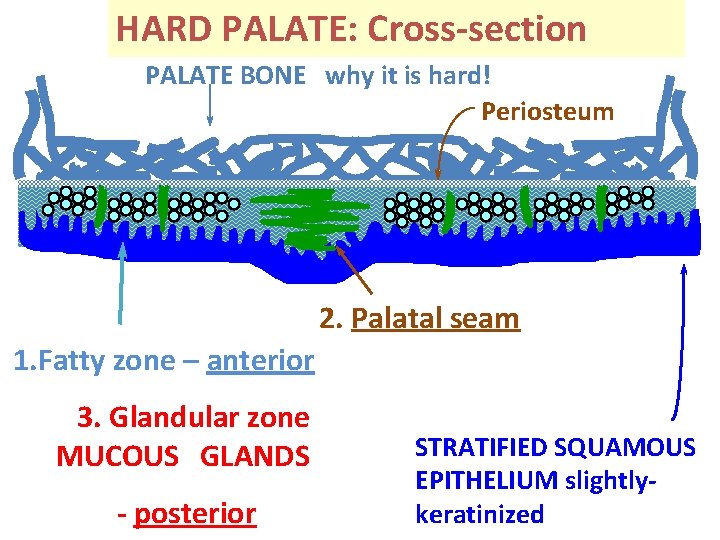 HARD PALATE: Cross-section PALATE BONE why it is hard! Periosteum 2. Palatal seam 1.